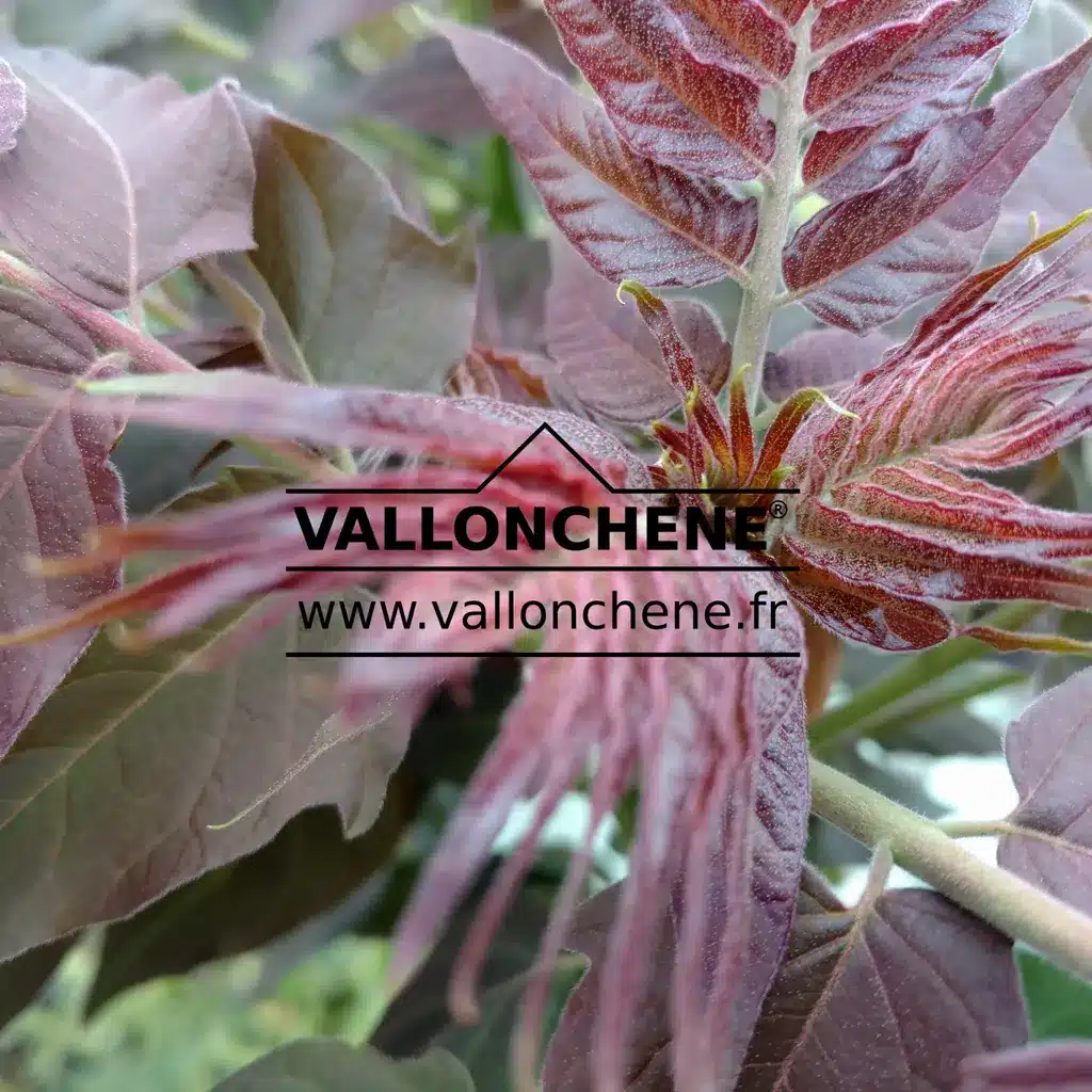 Feuillage pourpre entièrement déployé de l'AILANTHUS altissima 'Purple Dragon'