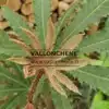 Jeune pousse couleur bronze du BRASSAIOPSIS hispida