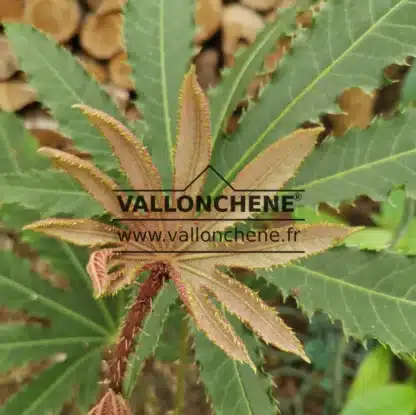 Jeune pousse couleur bronze du BRASSAIOPSIS hispida