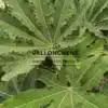 Feuilles vertes entièrement déployées du BRASSAIOPSIS hispida