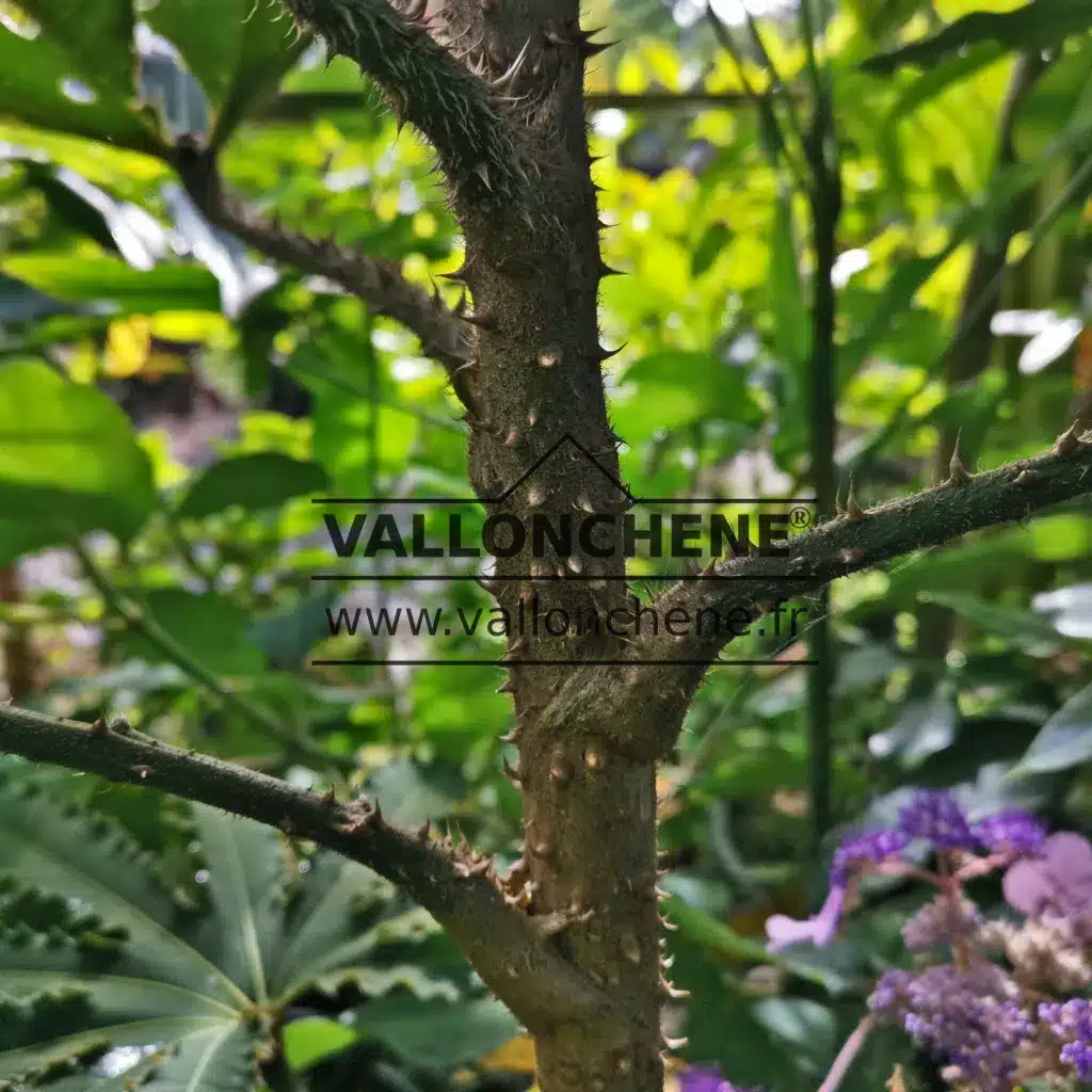 Stacheliger Stamm von BRASSAIOPSIS hispida