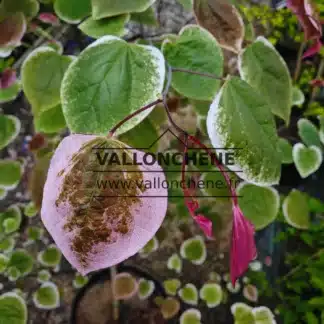 Variegated leaves with green, white and pink colours of CERCIS canadensis 'Carolina Sweetheart' (R) as well as a pink shoot