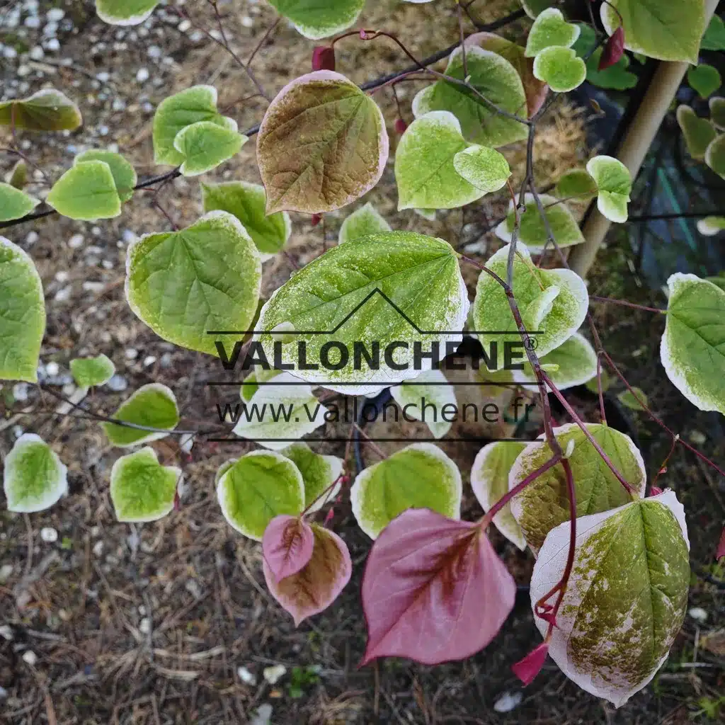 Feuillage panaché de vert, blanc et rose du CERCIS canadensis 'Carolina Sweetheart' (R)