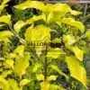 Feuillage d'un jaune lumineux du CORNUS mas 'Aurea'
