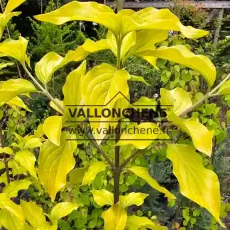 Feuillage d'un jaune lumineux du CORNUS mas 'Aurea'