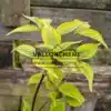 Green leaves edged with yellow of CORNUS x rutgersensis 'Celestial Shadow' Green leaves edged with yellow of CORNUS x rutgersensis 'Celestial Shadow'