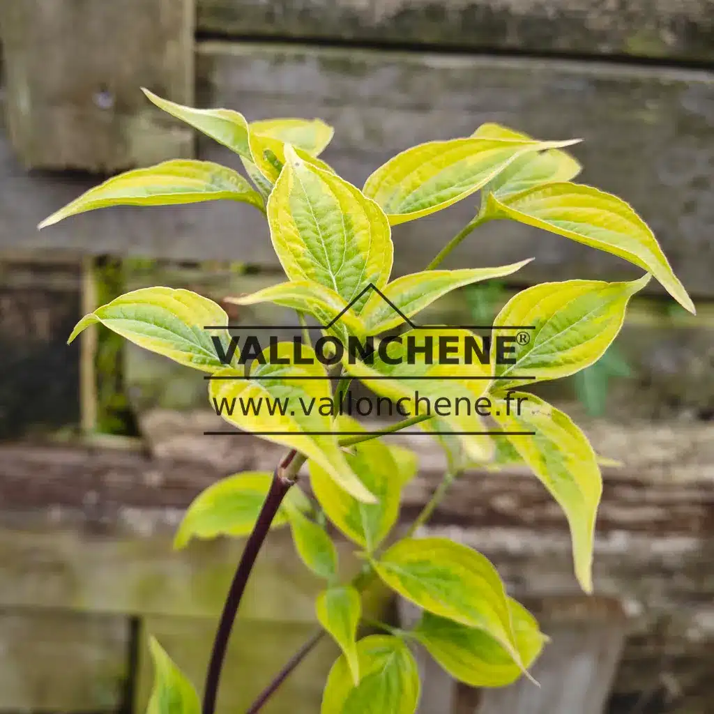 Follaje verde con bordes amarillos de CORNUS x rutgersensis 'Celestial Shadow'