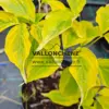 Variegated green foliage with yellow edges of CORNUS x rutgersensis 'Celestial Shadow' in spring Variegated green foliage with yellow edges of CORNUS x rutgersensis 'Celestial Shadow' in spring