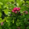 Double pink flowers of CRATAEGUS laevigata 'Paul's Scarlet'