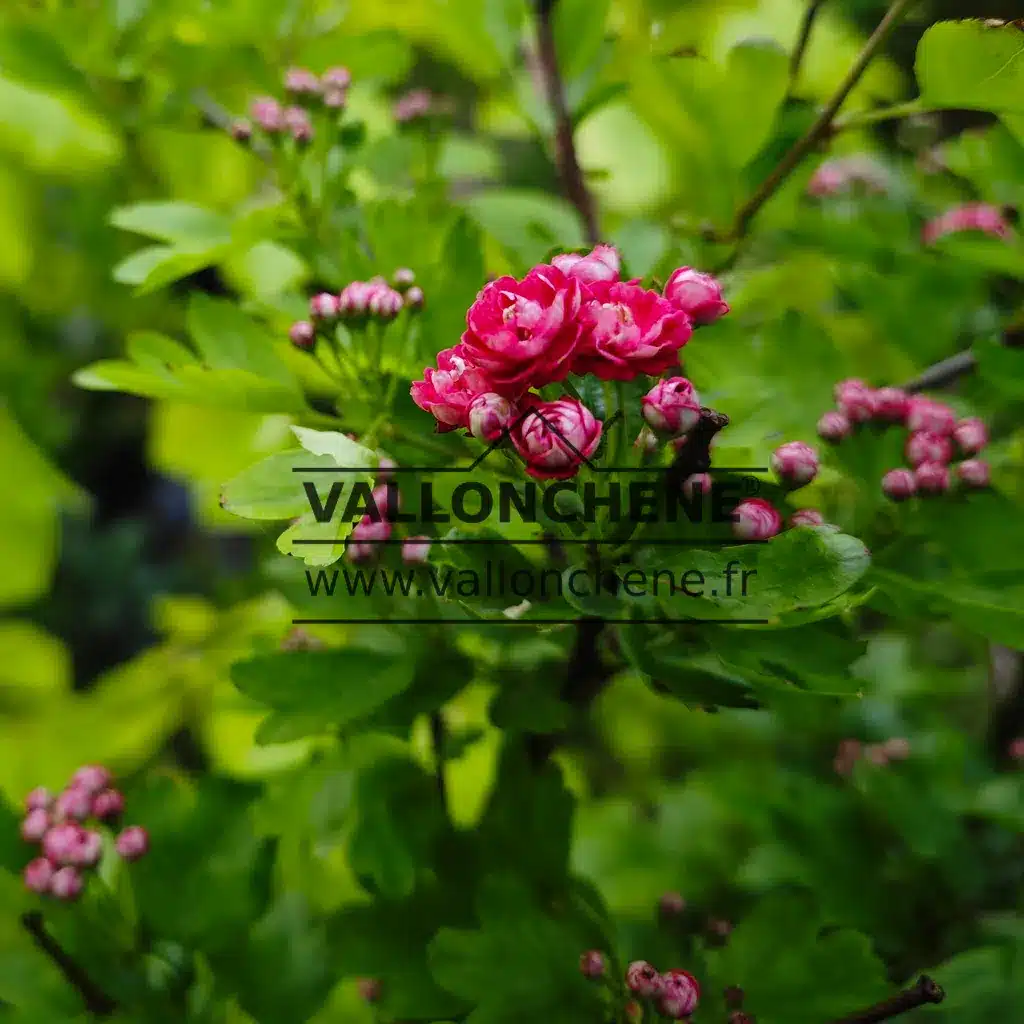Gefüllte rosa Blüten von CRATAEGUS laevigata 'Paul's Scarlet'