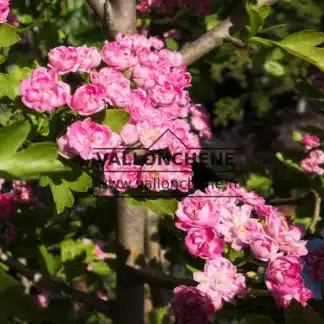 Fully open flowers of CRATAEGUS laevigata 'Paul's Scarlet'