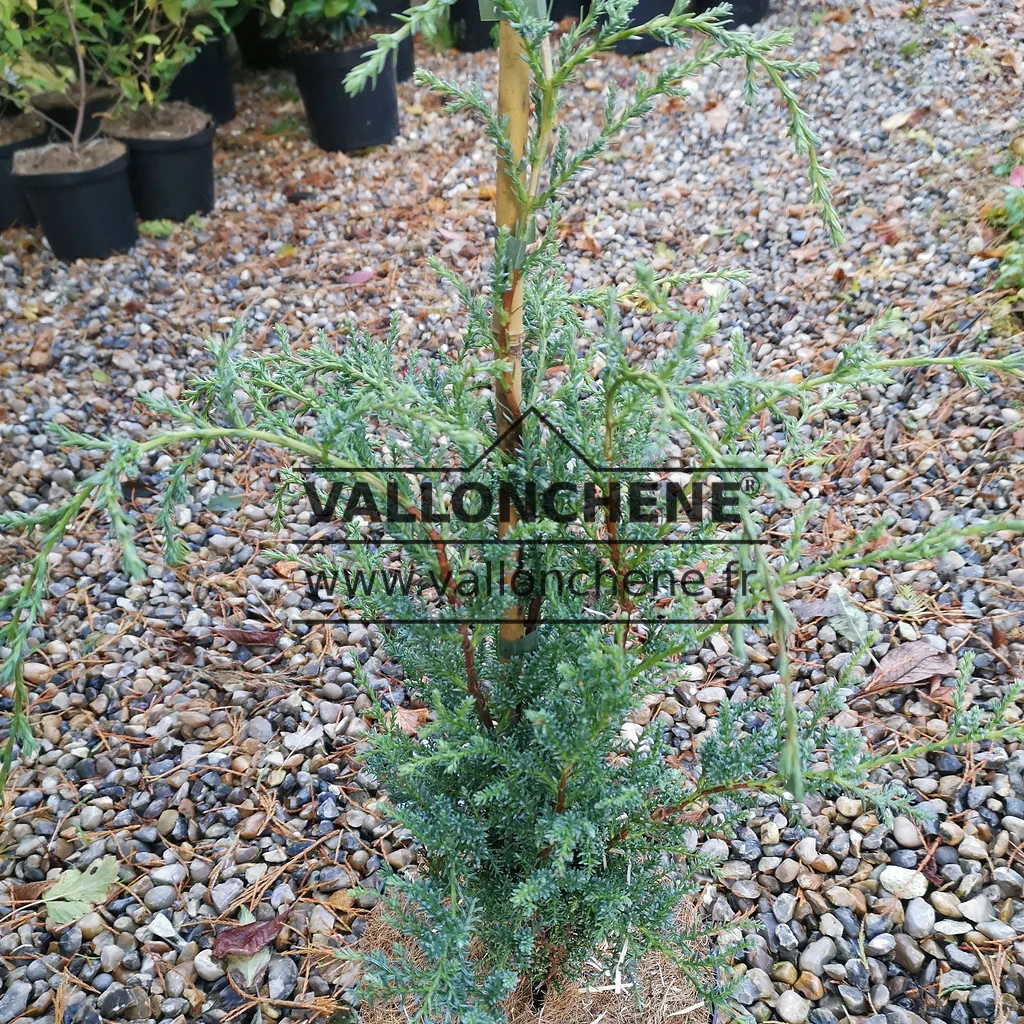 Junges Exemplar einer FITZROYA cupressoides mit dem bläulichen Laub