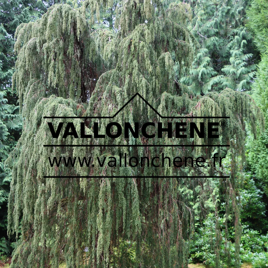 Très vieux sujet d'un FITZROYA cupressoides dans un jardin irlandais