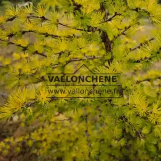 Feuillage d'un jaune lumineux du LARIX kaempferi 'Magic Gold'