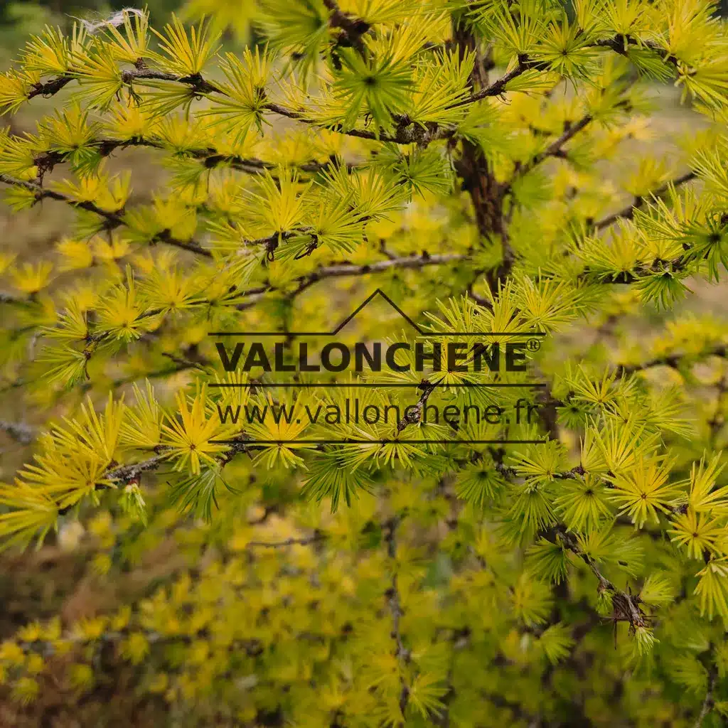 Feuillage d'un jaune lumineux du LARIX kaempferi 'Magic Gold'