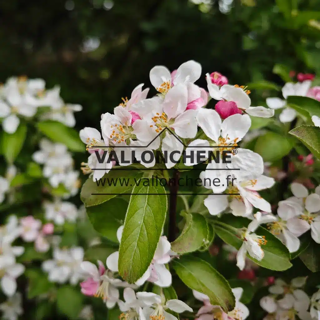 Flowers of MALUS 'Golden Hornet'
