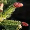 Primer plano de las piñas maduras del PICEA abies 'Pusch'.