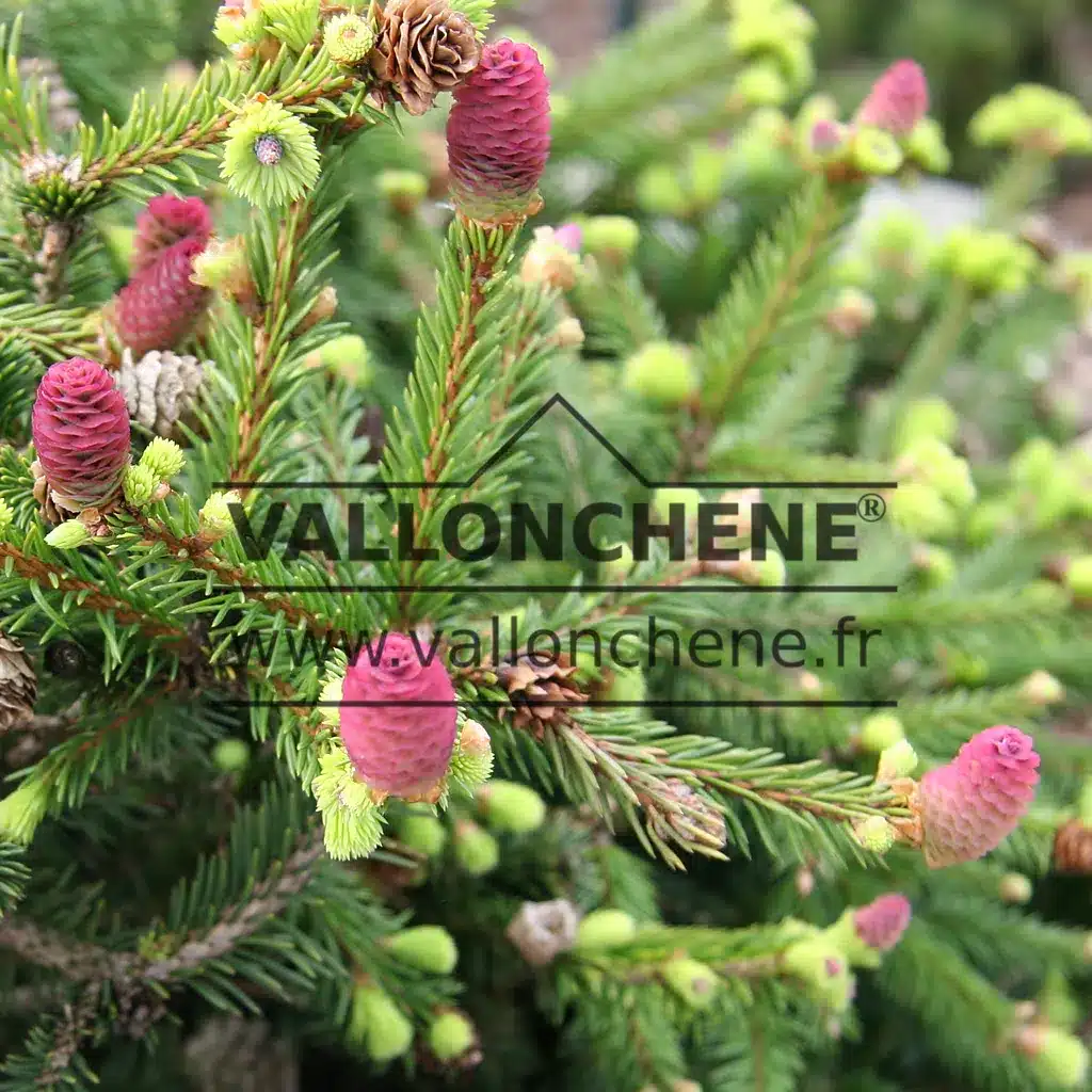 Pousses vert clair et cônes roses du PICEA abies 'Pusch' au printemps