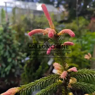 Pink shoots of PICEA abies 'Roseospicata'