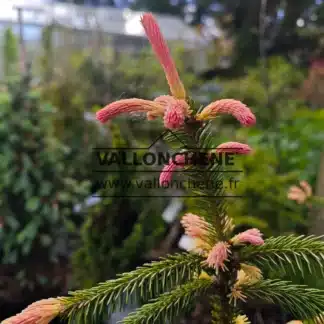 Pousses roses du PICEA abies 'Roseospicata'