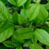 Feuillage vert du STEWARTIA malacodendron Feuillage vert du STEWARTIA malacodendron