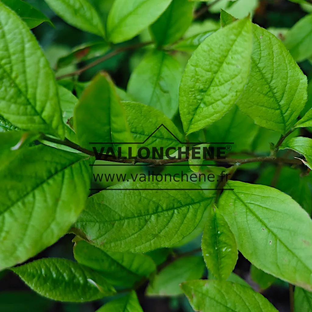 Feuillage vert du STEWARTIA malacodendron
