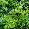 Un jeune STEWARTIA malacodendron au printemps Un jeune STEWARTIA malacodendron au printemps