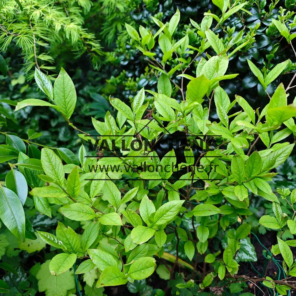 Un jeune STEWARTIA malacodendron au printemps