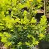 Brotos primaverales amarillos del TAXUS baccata 'Summergold'