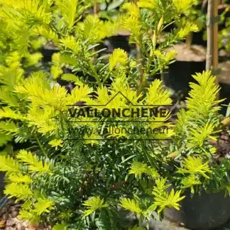 Yellow spring shoots of TAXUS baccata 'Summergold'