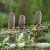 Cônes mauves de l'ABIES koreana 'Silberlocke'