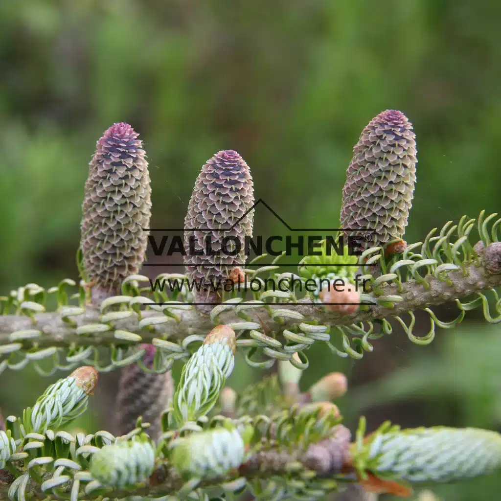 Conos de tonalidad malva característicos del ABIES koreana 'Silberlocke'