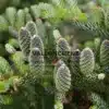Cônes mauves et verts de l'ABIES koreana 'Silberlocke'