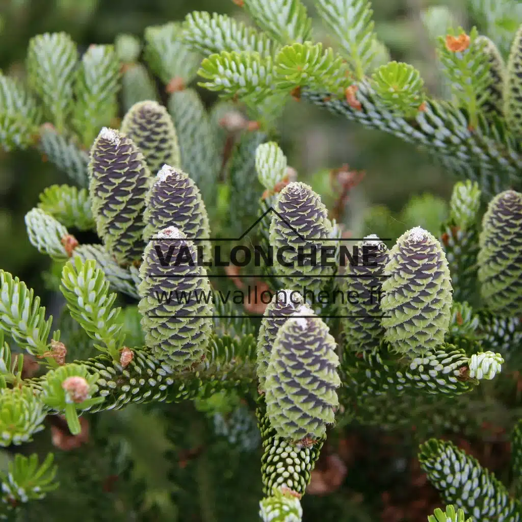 Conos con tonalidades malva y verde característicos del ABIES koreana 'Silberlocke'