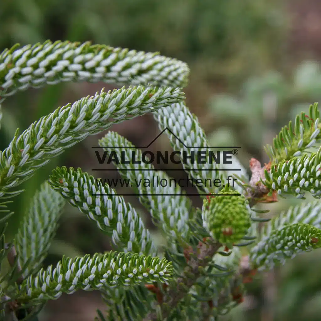 Agujas curvadas con tonalidades blancas y verdes características del ABIES koreana 'Silberlocke