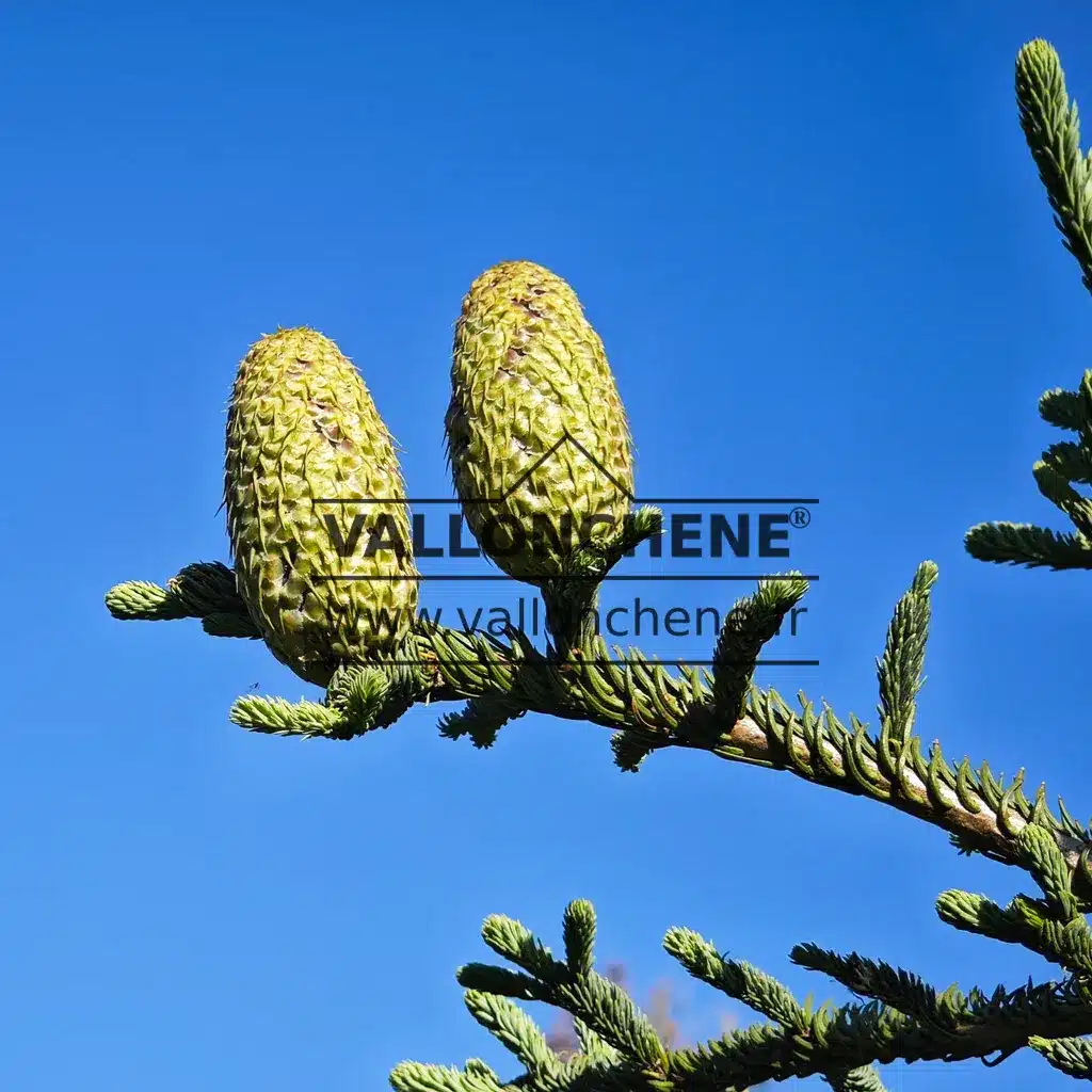 Large cones of ABIES procera 'Rattail' in spring