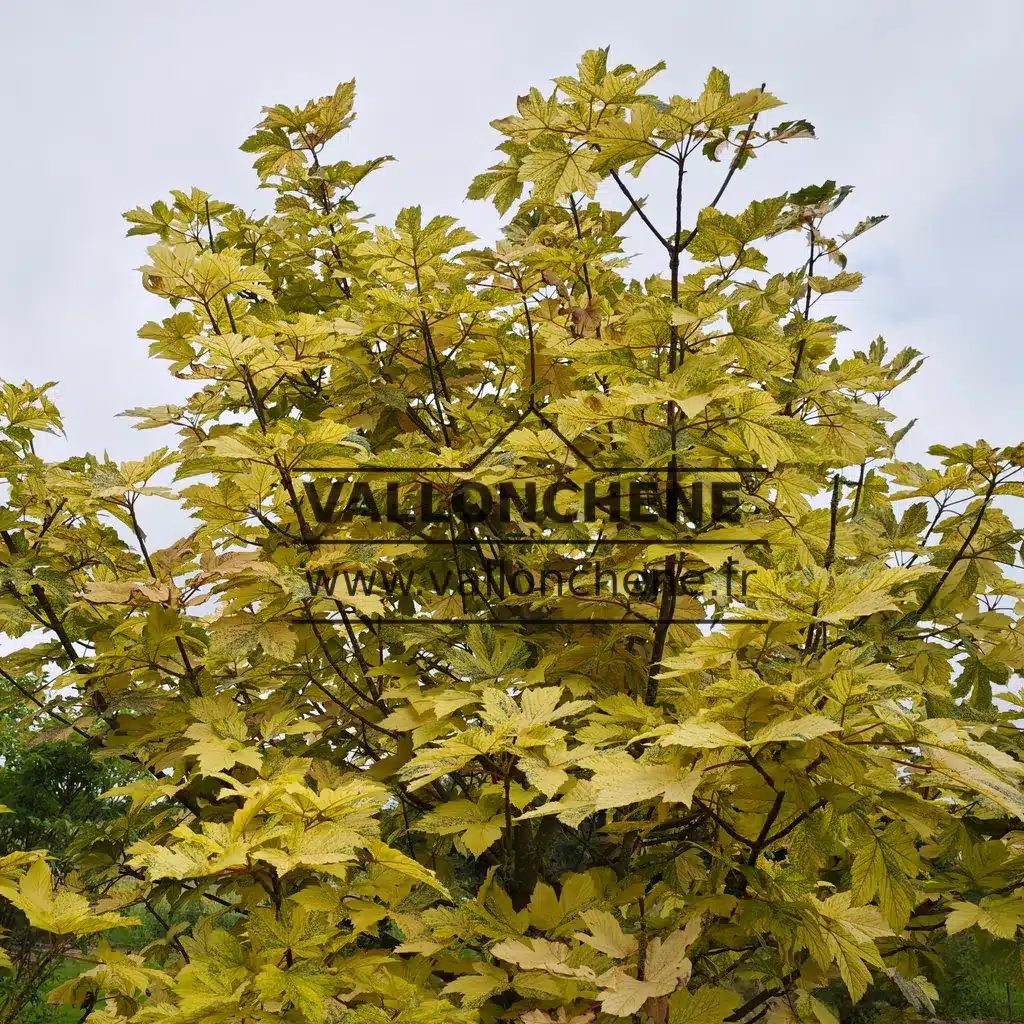 Buntes cremefarbenes und grünes Laub von ACER pseudoplatanus f. Variegatum 'Simon-Louis Frères'