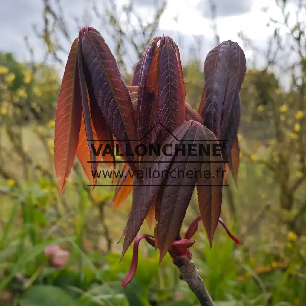 Pousse printanière pourpre de l'AESCULUS wilsonii