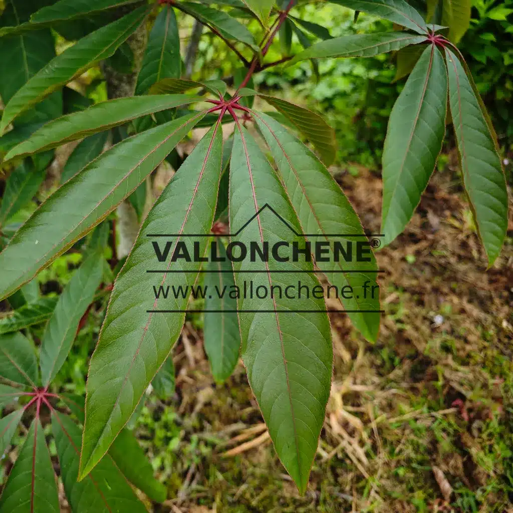 Le feuillage printanier vert nervuré de rouge de l'AESCULUS wilsonii