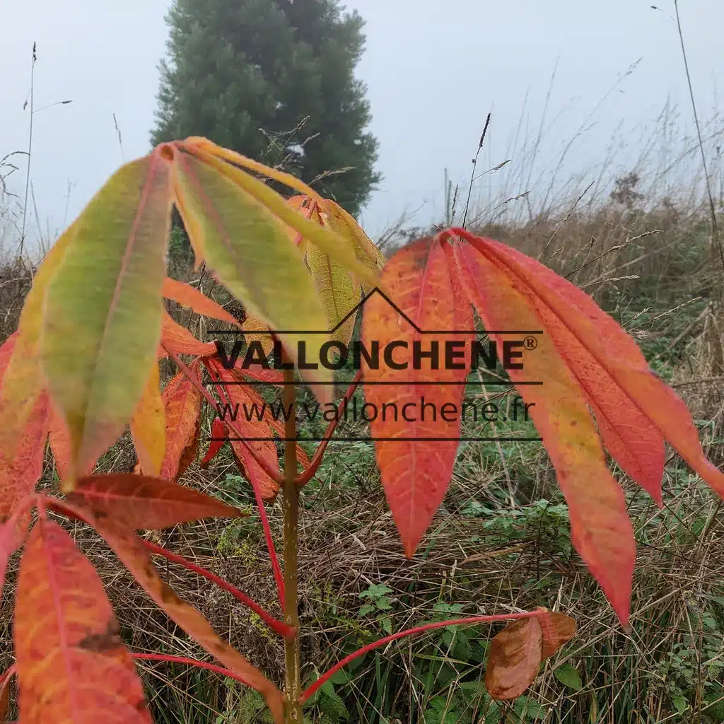 Couleurs flamboyantes du feuillage automnal de l'AESCULUS wilsonii