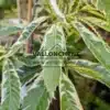 Leaf variegated with green and edged with white of CASTANEA sativa 'Variegata'