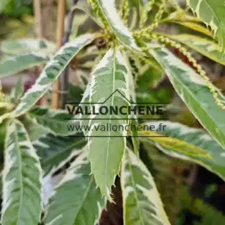 Feuille panachée de vert et bordée de blanc du CASTANEA sativa 'Variegata'