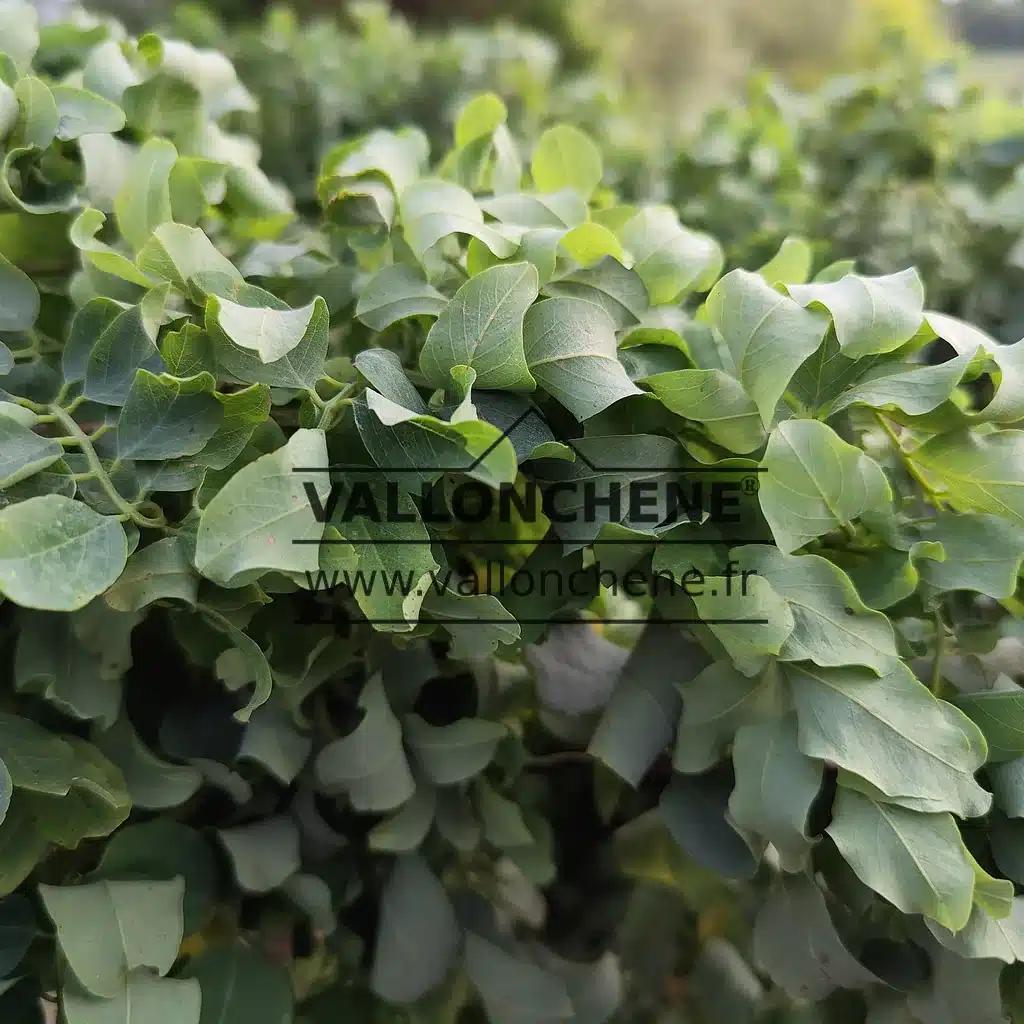 Close-up of the curly foliage of ROBINIA pseudoacacia 'Twisty Baby'