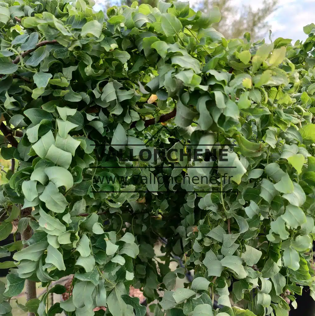 Curly foliage of ROBINIA pseudoacacia 'Twisty Baby'