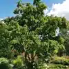 Un majestueux exemplaire du ROBINIA pseudoacacia 'Twisty Baby' dans le Jardin de Valerianes Un majestueux exemplaire du ROBINIA pseudoacacia 'Twisty Baby' dans le Jardin de Valerianes