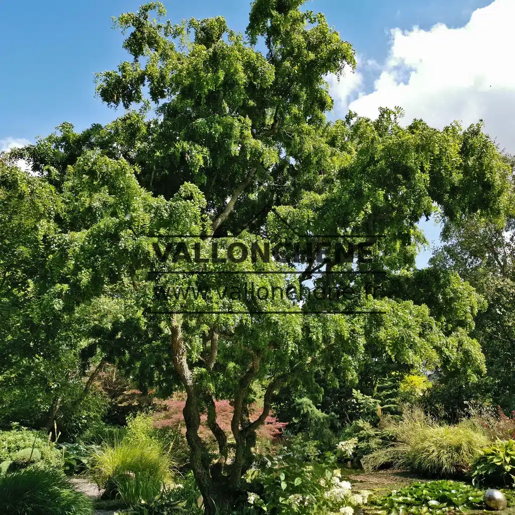 Un majestueux exemplaire du ROBINIA pseudoacacia 'Twisty Baby' dans le Jardin de Valerianes