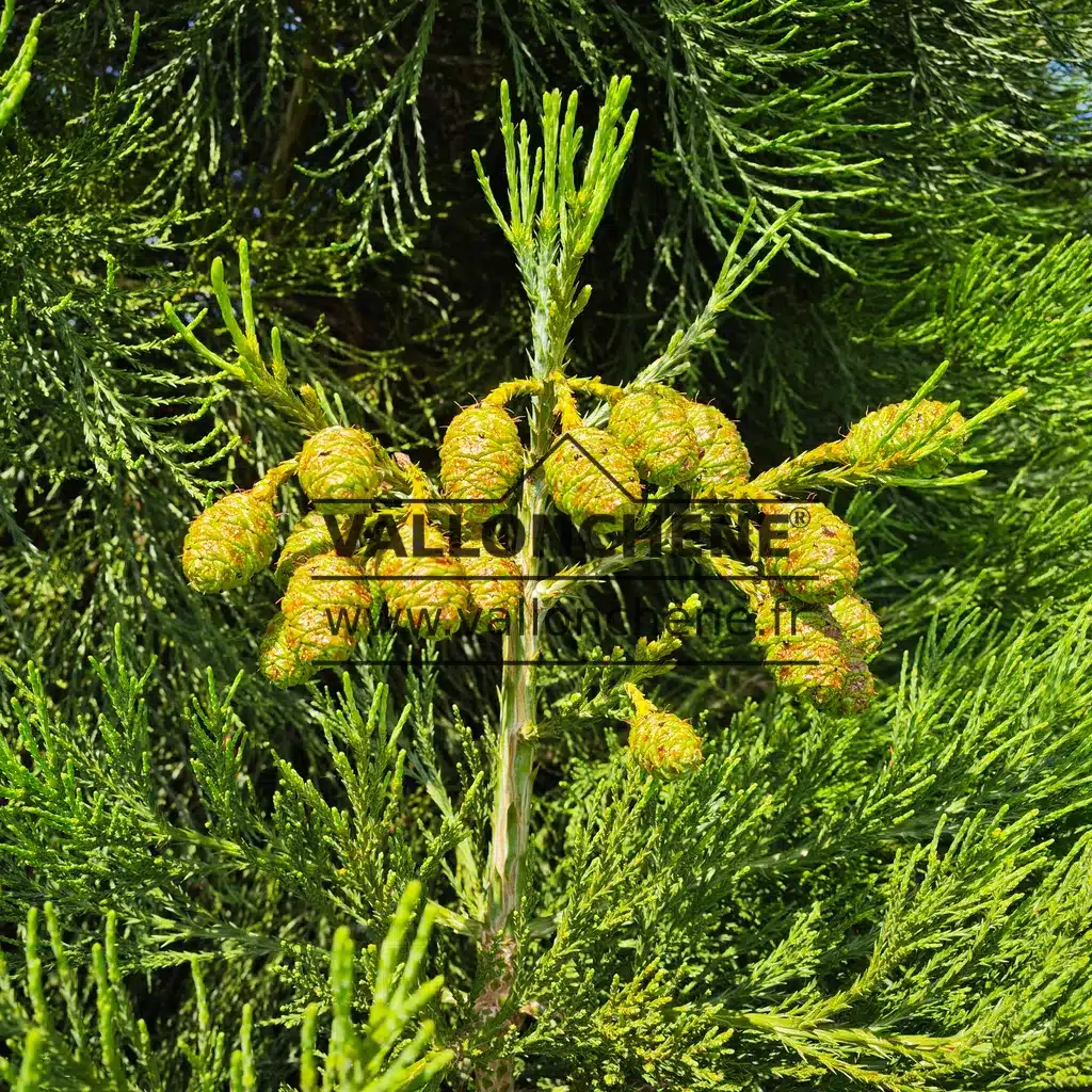 Cones in spring of SEQUOIADENDRON giganteum in the evening sun