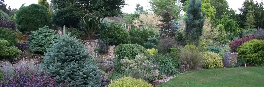 Un mélange de conifères de toutes les couleurs et formes
