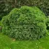 Un spécimen de CRYPTOMERIA japonica 'Little Champion' d'une quinzaine d'années Un spécimen de CRYPTOMERIA japonica ‘Little Champion’ d’une quinzaine d’années