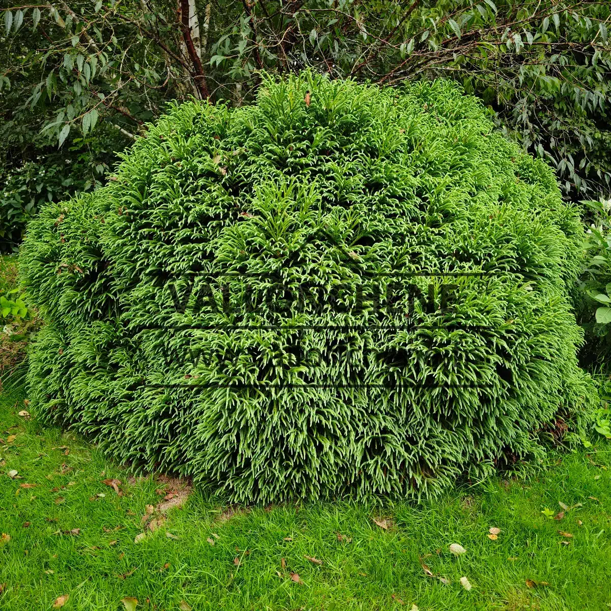 Ein fünfzehnjähriges Exemplar von CRYPTOMERIA japonica 'Little Champion'